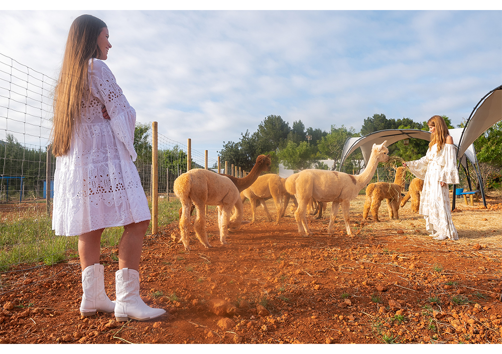 Alma en Pena experiencia con alpacas, Ibiza